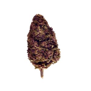 Cali Flower - Pink Panther